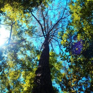 Pine Island Loop - Florida Caverns SP - Memorial Day wkd