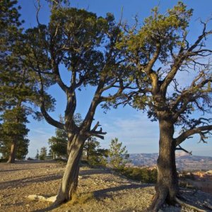 Bryce Canyon Pines