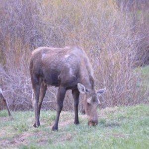 Moose cow and she had two calves with her.  Right off the shoulder of the road