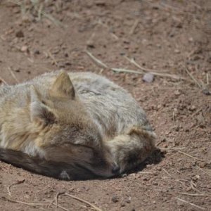 Fox sleeping at the Wolf Preserve near Divide, CO