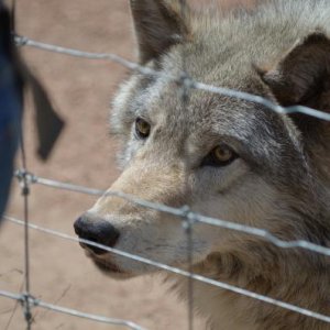 This guy was magnificent!  My step-daughter got to go into the pen and meet him on a private viewing session.