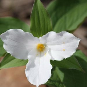 Trillium at Chain O' Lakes S.P. (May 2013)