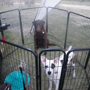 The AWESOME dog pen!  They loved it!