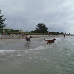 Fort De Soto, St. Petersburg, FL - June 29