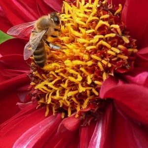 One of my favorite subjects: flowers with bugs on them.