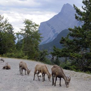 Some mountain goats along the road near Banff.