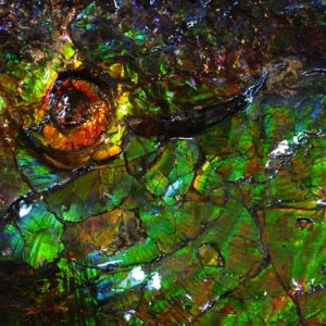 This is Ammolite, the iridescent fossilized remains of an Ammonite shell. The iridescent variety occurs only in a small area in Alberta, Canada. This 