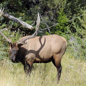 This elk just strolled down the road outside of Banff until he got to the grass he liked. We (and several other vehicles) were about 30 feet away.