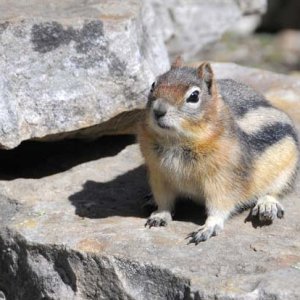 This guy was looking for handouts; there was a restaurant in the chalet and the people eating lunch outdoors often game him snacks.