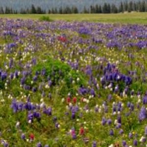 Carpet of wildflowers, Blair Mt., Flat Tops's Colorado, 11,000 ft