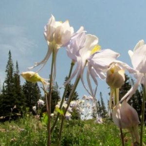 Colorado Columbines reaching for the sky!