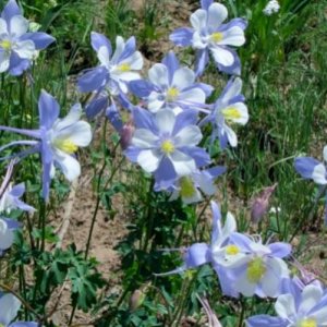 Colorado Columbines