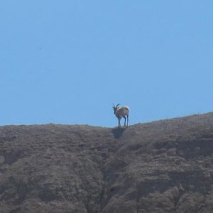 Badlands SD animal life