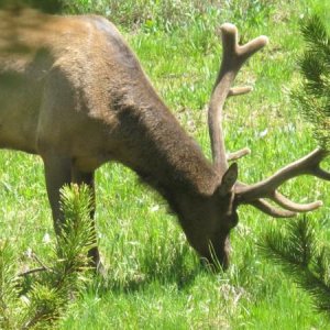 Elk near Artist's Point