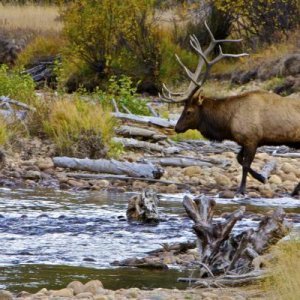 \\\\Caution////
Elk Crossing