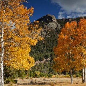 Autumn Meadow