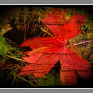 Autumn
 ©Ray Hanson, All Rights Reserved