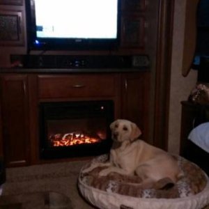 Bailey in front of fireplace 9/8/13