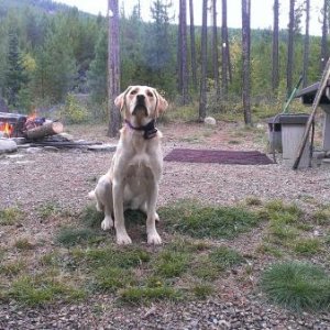 Photo hog Bailey at MacGregor Lk. Last trip on 9/22/13