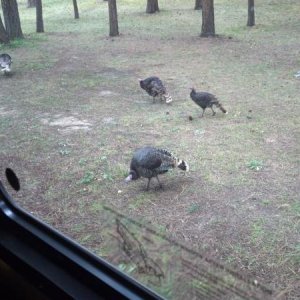 Turkeys