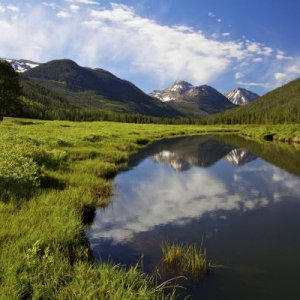 Christmas Meadows