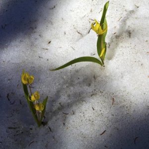 Uinta Mts. Early Bloom