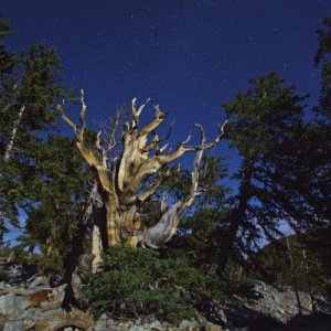 Great Basin NP, 3,200 year old Bristlecone Pine. Shot at Midnight using only moonlight