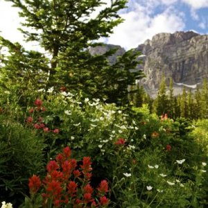 Albion Basin, UT