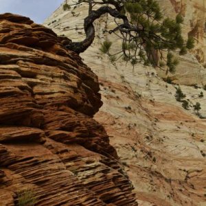 Zion NP