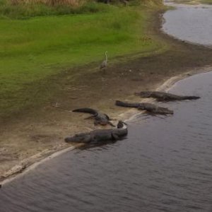 Myakka State Park, Sarasota, FL