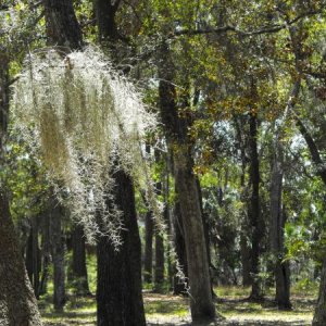 Fort McAllister State Park, GA A chandelier of Spanish Moss.