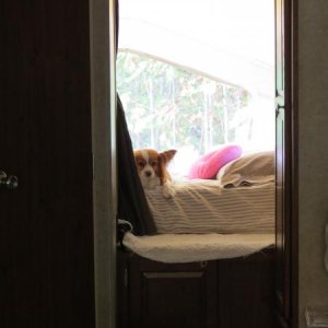 Nemo likes the back bunk.