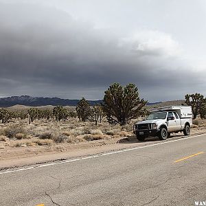 Joshua Trees at Mojave National Preserve