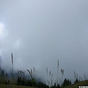 Hurricane Ridge View - August 2007