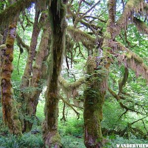 Hoh Rainforest 4.JPG