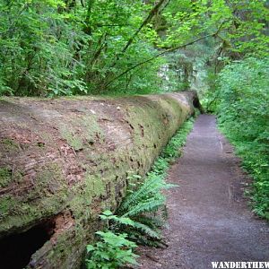 Hoh Rainforest 6.JPG