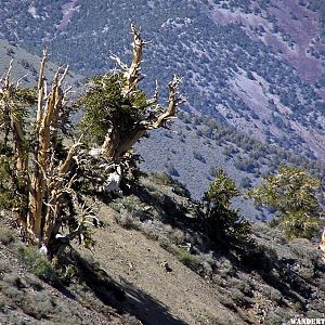 Telescope Peak's Bristlecone Pines