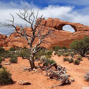 Skyline Arch