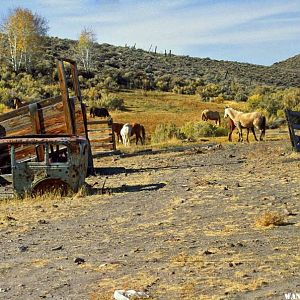 Wild horses near High Rock Canyon