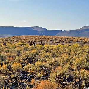 Burros on the rim above High Rock Canyon