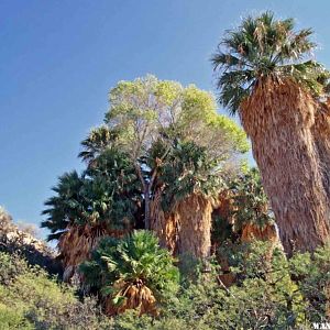 Have a picnic under the palms at the desert oasis.