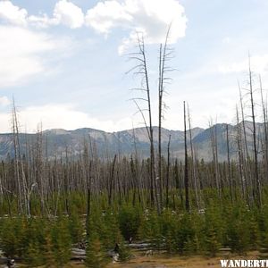 the scar from the Yellowstone fire