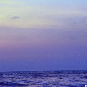 Lone Bird at Gold Bluffs Beach