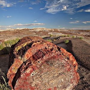 Petrified Log