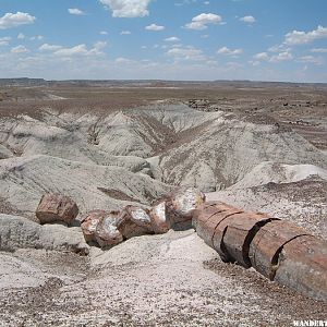 Petrified Tree