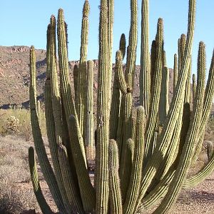 Organ Pipe Cactus