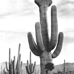 "Saguaros, Saguaro National Monument" by Ansel Adams, ca. 1933-1942