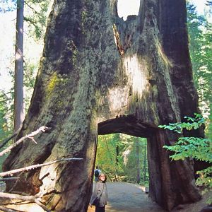 The famous Tunnel Tree is no longer open to traffic