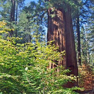 Tuolumne Grove Big Trees