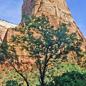 The walls of Zion Canyon